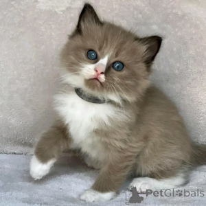 Photo №3. Ragdoll-Kätzchen Zur Adoption. Allemagne