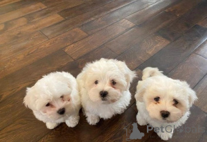 Photo №1. bichon maltais - à vendre en ville de Helsinki | 500€ | Annonce №169036