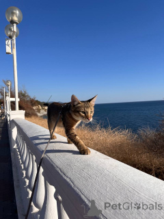 Photo №1. chausie - à vendre en ville de Gelendzhik | 2196€ | Annonce № 155313