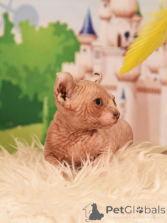 Photo №1. elf - à vendre en ville de Haïfa | négocié | Annonce № 62365