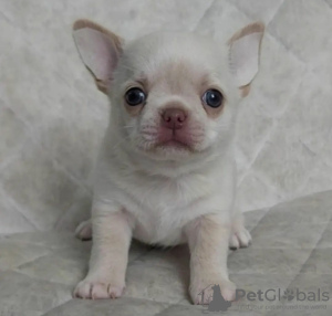 Photo №1. chihuahua - à vendre en ville de Helsinki | négocié | Annonce №127537