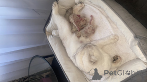 Photo №1. scottish fold - à vendre en ville de Wiesbaden | 300€ | Annonce № 168494