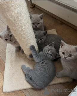 Photo №1. british shorthair - à vendre en ville de Joensuu | 400€ | Annonce № 176352