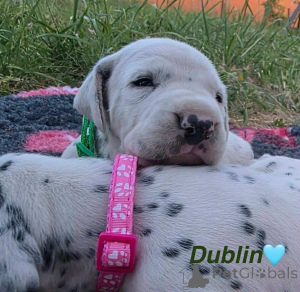 Photo №1. dalmatien - à vendre en ville de Debrecen | 2000€ | Annonce №145971