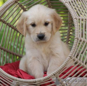 Photos supplémentaires: De mignons chiots golden retriever en bonne santé sont maintenant disponibles à