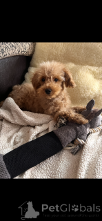 Photo №3. Adoption de Maltipoo (Bichon maltais ; caniche). France