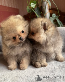 Photo №1. spitz nain - à vendre en ville de Los Angeles | 484€ | Annonce №158868