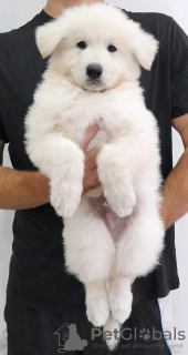 Photo №4. Je vais vendre berger blanc suisse en ville de Kraljevo. éleveur - prix - négocié