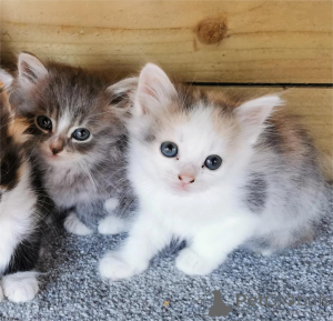 Photo №2 de l'annonce № 153138 de la vente  - acheter à Allemagne 