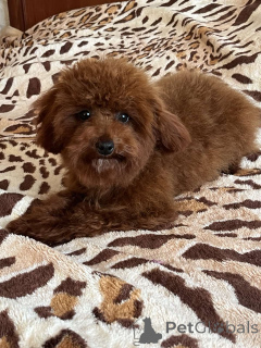 Photo №4. Je vais vendre chien bâtard en ville de Kiev. annonce privée, de la fourrière, éleveur - prix - 1000€