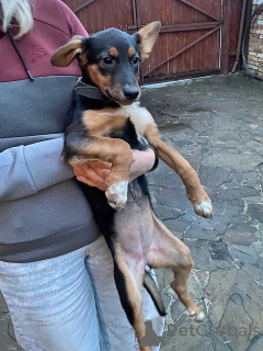 Photo №3. Lucy, la charmante petite fille chiot la plus mignonne, cherche un foyer. Fédération de Russie