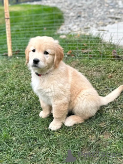 Photo №3. D'adorables chiots Golden retriever maintenant disponibles. Enregistré avec tous. Espagne