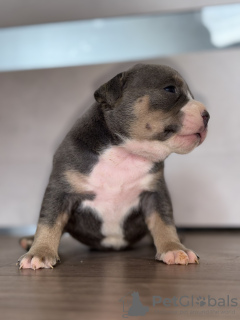 Photo №1. american bully - à vendre en ville de New york | 4312€ | Annonce №101297