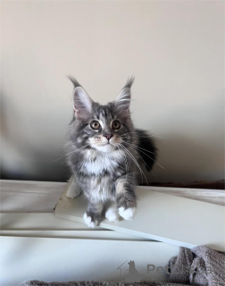Photo №1. maine coon - à vendre en ville de Gohrish | 350€ | Annonce № 153775