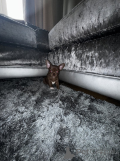 Photo №4. Je vais vendre chihuahua en ville de Munich. annonce privée - prix - 4000€