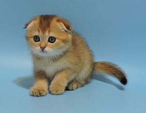 Photo №3. Chatons écossais. Couleur or Scottish Fold Boy.. Ukraine