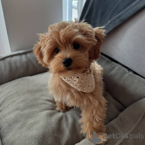 Photo №1. maltipu - à vendre en ville de Berlin | 400€ | Annonce №141698