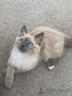 Photo №1. ragdoll - à vendre en ville de Alavus | 500€ | Annonce № 164231