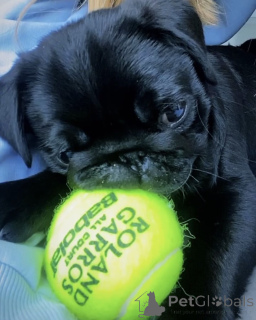 Photo №2 de l'annonce № 159851 de la vente carlin - acheter à Lituanie 