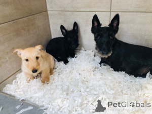 Photos supplémentaires: Chiots Terrier écossais