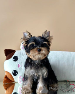 Photo №2 de l'annonce № 159937 de la vente yorkshire terrier - acheter à Islande annonce privée