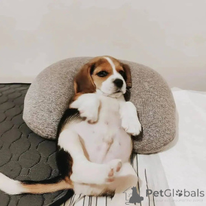Photo №4. Je vais vendre beagle en ville de Calabasas. éleveur - prix - 638€