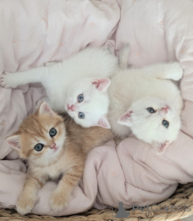 Photo №1. british longhair - à vendre en ville de Anvers | Gratuit | Annonce № 171720