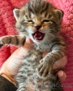 Photo №2 de l'annonce № 150621 de la vente bengal - acheter à Allemagne de l'abri, éleveur