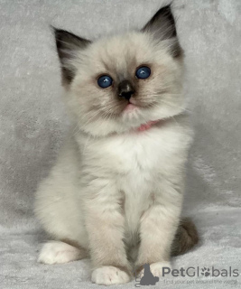 Photo №1. ragdoll - à vendre en ville de New york | 265€ | Annonce № 105104