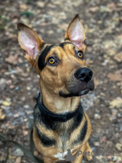 Photo №1. chien bâtard - à vendre en ville de Rivière moscou | Gratuit | Annonce №161437
