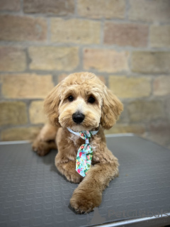 Photo №3. Maltipoo beaux chiots à vendre. Serbie