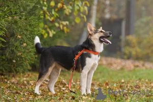 Photo №4. Je vais vendre chien bâtard en ville de Москва. annonce privée - prix - Gratuit