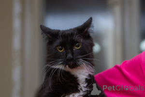 Photo №1.  - à vendre en ville de Minsk | Gratuit | Annonce № 162273