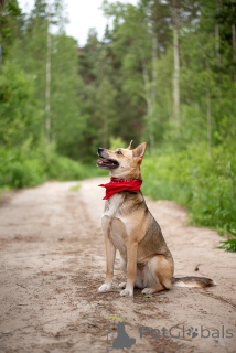 Photo №3. Betty est la même, votre chien parfait avec qui est tout simplement bon. Fédération de Russie