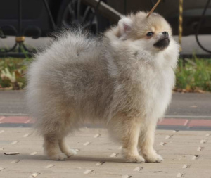 Photo №4. Je vais vendre spitz allemand en ville de Moscou. éleveur - prix - Négocié