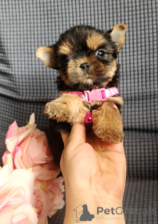 Photo №1. yorkshire terrier - à vendre en ville de Rivière moscou | 485€ | Annonce №164508