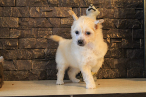 Photo №1. chien chinois à crête - à vendre en ville de Izhevsk | 0€ | Annonce №3788