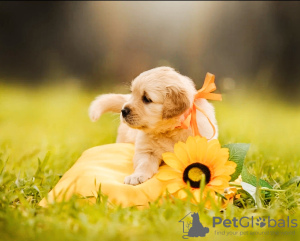 Photo №3. Réserve. Biélorussie