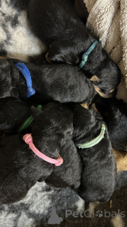 Photo №1. welsh terrier - à vendre en ville de bateau | 836€ | Annonce №140486