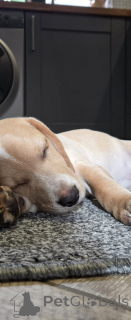 Photo №3. charmant Beagle tricolore. Pays Bas