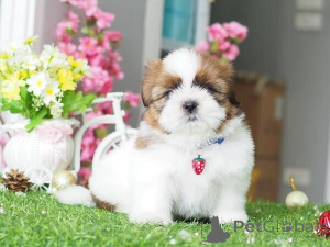 Photo №1. shih tzu - à vendre en ville de Mauvais homburg vor der höhe | négocié | Annonce №166404