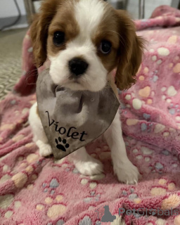 Photo №1. cavalier king charles spaniel - à vendre en ville de Alavus | 550€ | Annonce №169612