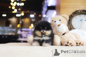 Photo №3. Dean Janet Kay Puppies House. USA