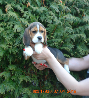Photo №4. Je vais vendre beagle en ville de Dmitrov. de la fourrière - prix - 501€