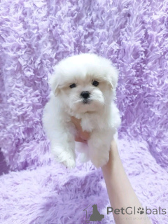 Photo №1. bichon maltais - à vendre en ville de Berlin | 500€ | Annonce №138909