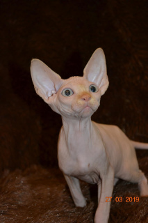 Photos supplémentaires: Vente de chatons Sphynx de la pépinière!