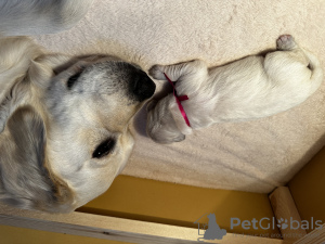 Photo №3. Chiots Golden Retriever. Fédération de Russie