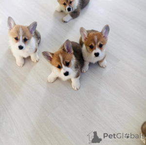 Photo №1. coton de tuléar - à vendre en ville de Amsterdam | 500€ | Annonce №160920