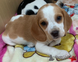 Photo №3. Chiots Beagle.. Danemark