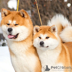 Photos supplémentaires: Chiots japonais Akita Inu